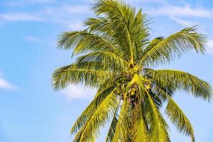 cocos de palmeira natural tropical céu azul no méxico. foto