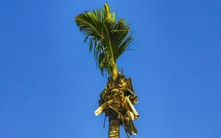 cocos de palmeira natural tropical céu azul no méxico. foto