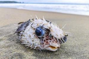 baiacu morto lavado na praia encontra-se na areia. foto