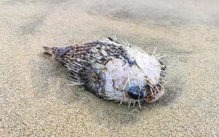 baiacu morto lavado na praia encontra-se na areia. foto