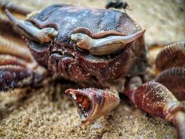 Carcaças mortas de caranguejo na praia foto