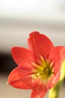 hippeastrum johnsonii bury - florescendo, lindas flores vermelhas claras, plantadas como planta ornamental no jardim, é uma erva auspiciosa popular na Tailândia e na Ásia. foto