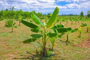 a plantação de banana recém-plantada está crescendo, plantio ordenado. e lindo céu foto