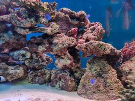 belos recifes de corais estão no aquário foto