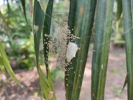 aranha bebê recém-nascido, fora do ninho foto