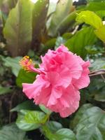 uma linda flor de sapato no jardim, em indonésio chamamos de bunga sepatu foto