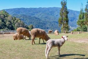 ovelhas mastigando grama em um prado. foto