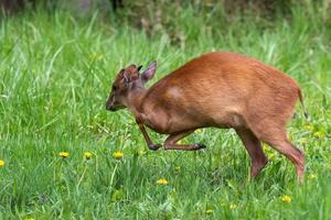 kirks dik-dik - madoqua kirkii pequeno antílope marrom foto