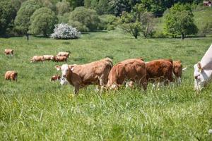 vacas e bezerros pastando em um prado de primavera em dia ensolarado foto
