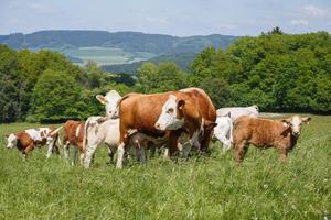vacas e bezerros pastando em um prado de primavera em dia ensolarado foto