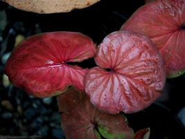 folhas bueatiful caladiume bicolor em vaso para jardim e decorar foto