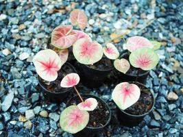 folhas bueatiful caladiume bicolor em vaso para jardim e decorar foto