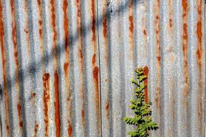 a cerca de aço galvanizado ferrugem e corrosão com erva daninha na frente foto