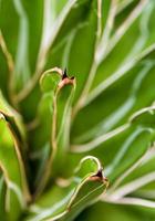 close-up de planta suculenta, detalhe de folhas frescas de agave victoriae reginae foto