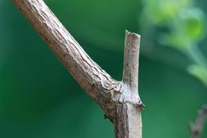 belas fotos de close-up de plantas naturais