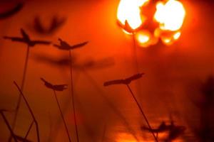 fundo vermelho do sol com plantas em silhueta foto