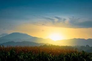 nascer do sol sobre o campo de milho com montanha ao fundo foto