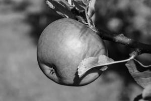 fotografia sobre o tema lindo ramo de frutas macieira foto