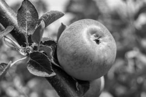 fotografia sobre o tema lindo ramo de frutas macieira foto