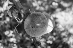 fotografia sobre o tema lindo ramo de frutas macieira foto