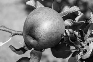 fotografia sobre o tema lindo ramo de frutas macieira foto