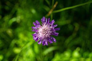 echinops de áster de flor selvagem crescendo bem no prado de fundo foto