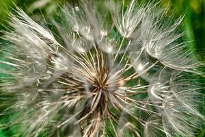 dente-de-leão de sementes de flores silvestres em prado de fundo foto