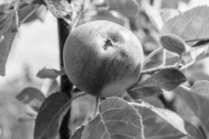 fotografia sobre o tema lindo ramo de frutas macieira foto