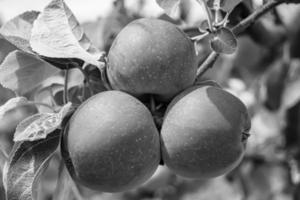 fotografia sobre o tema lindo ramo de frutas macieira foto