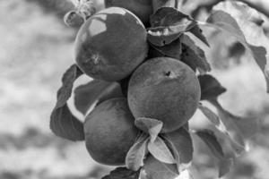 fotografia sobre o tema lindo ramo de frutas macieira foto