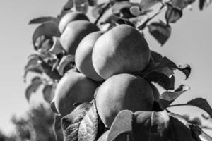 fotografia sobre o tema lindo ramo de frutas macieira foto