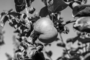 fotografia sobre o tema lindo ramo de frutas macieira foto