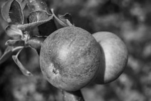 fotografia sobre o tema lindo ramo de frutas macieira foto