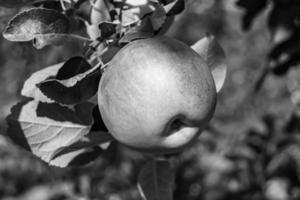 fotografia sobre o tema lindo ramo de frutas macieira foto