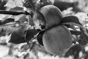 fotografia sobre o tema lindo ramo de frutas macieira foto