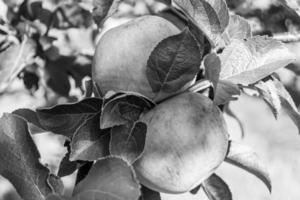 fotografia sobre o tema lindo ramo de frutas macieira foto