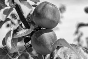 fotografia sobre o tema lindo ramo de frutas macieira foto