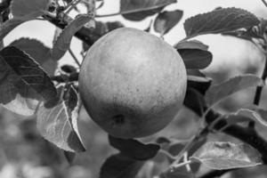 fotografia sobre o tema lindo ramo de frutas macieira foto