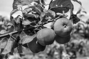 fotografia sobre o tema lindo ramo de frutas macieira foto