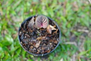 caládio bicolor em vaso ótima planta para decorar jardim foto