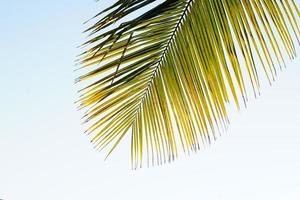 folhas de coco em um fundo branco foto