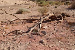 o negev é um deserto no oriente médio, localizado no sul de israel. foto