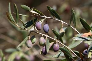 oliveiras em um parque da cidade no norte de israel. foto