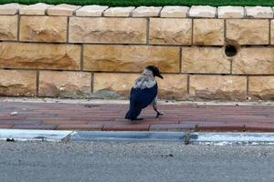 estrada para pedestres em um parque da cidade no norte de israel. foto