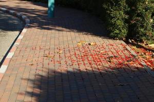 estrada para pedestres em um parque da cidade no norte de israel. foto