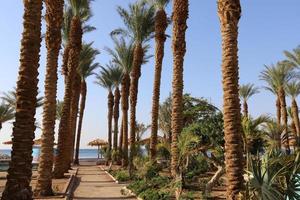 estrada para pedestres em um parque da cidade no norte de israel. foto