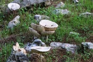 cogumelos em uma floresta no norte de israel. foto