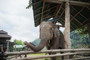 elefante o maior animal terrestre da cabeça ao bumbum. lindo elefante adorável no espetacular vale do elefante no zoo.indian elefantes.animal com tronco longo, presas, orelhas grandes, pernas enormes. foto