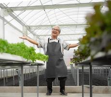 agricultor de agricultura planta com sucesso vegetais de alface orgânicos em estufa. feliz jardineiro sênior crescendo fazenda hidropônica com orgulho. homem idoso asiático tão orgulhoso da plantação de horticultura de sucesso foto