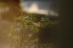 raios solares através de plantas em jardins ao ar livre em karachi paquistão 2022 foto